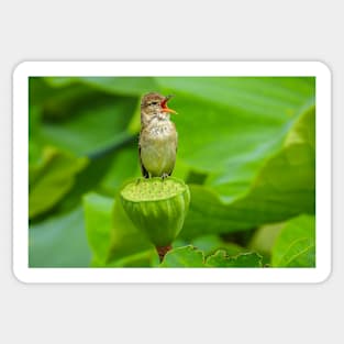 Australian Reed Warbler in full song Sticker